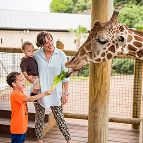 San Antonio Zoo - Meet The Cities